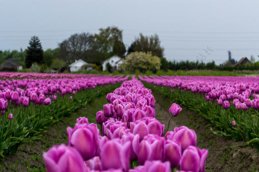 花园唯美盛开的郁金香背景图片