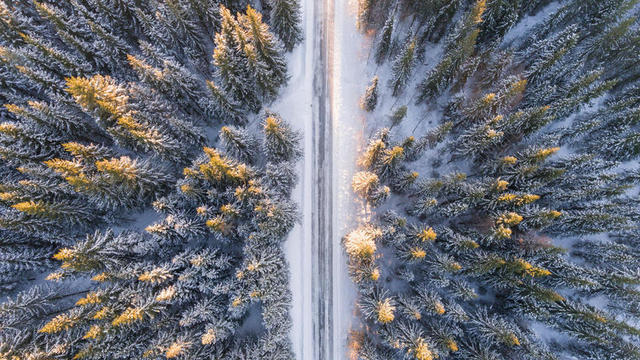 冒险 - 空中 - 美丽的 - 鸟的# - 39； - 道路 - 风景 - 冬天 - 森林