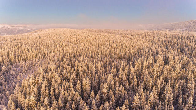 白色森林纹理冬天的雪林背景图片