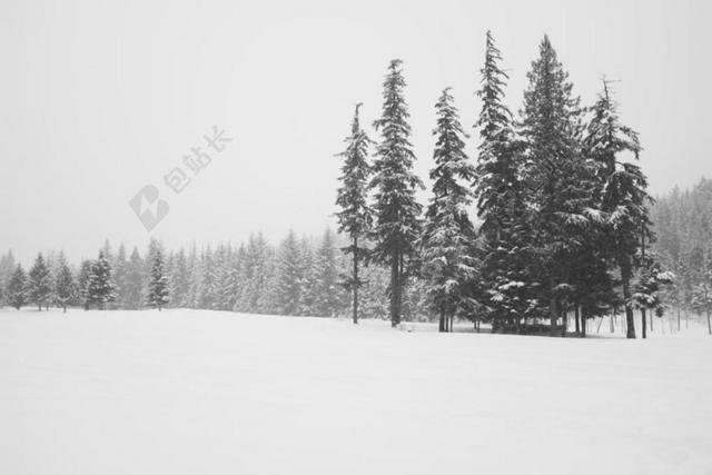 自然白雪覆盖的针叶树背景图片