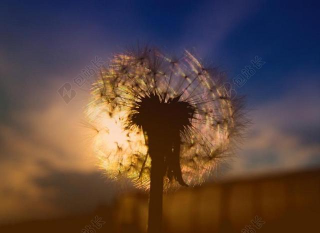 模糊 - 特写 - 颜色 - 蒲公英 - 黎明 - 光 - 花 - 风景 - 夏天 - 天空