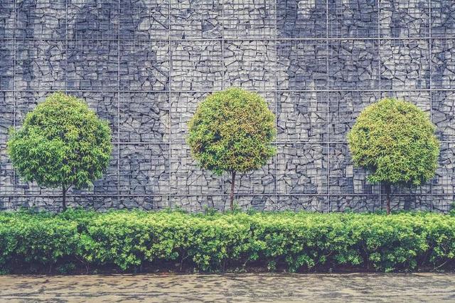简约清新三棵小树一堵墙背景图片