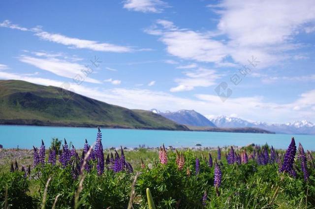湖边花草远处高山美丽景色背景图片