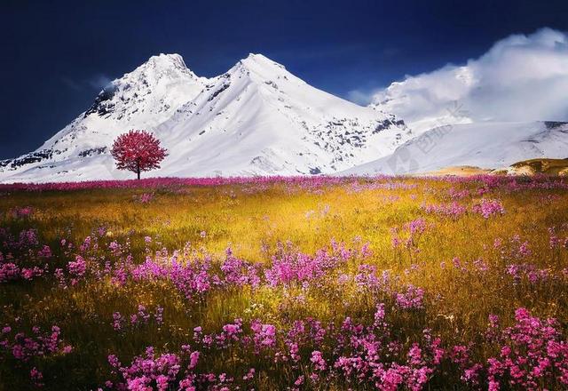 开花 - 开花 - 领域 - 植物区系 - 花 - 风景 - 山