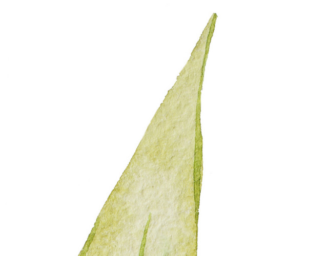 水彩手绘卡通叶子植物元素