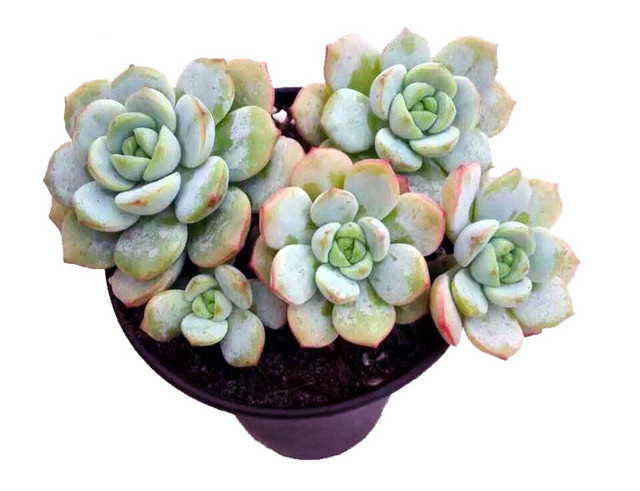 小清新水彩多肉植物PNG元素