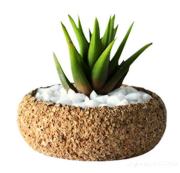 小清新多肉植物素材PNG