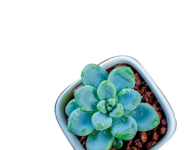 水彩多肉植物矢量png 包站长