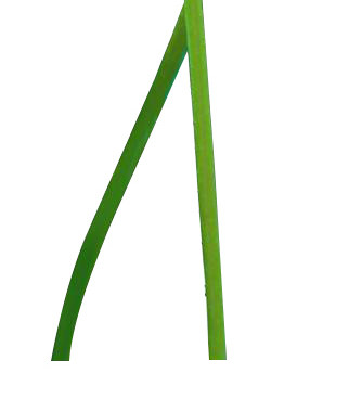 荷花元素