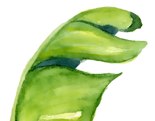 手绘芭蕉叶元素PNG