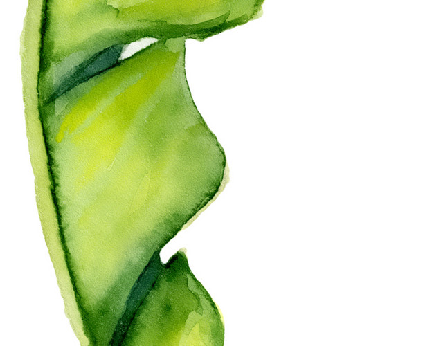 手绘芭蕉叶元素PNG