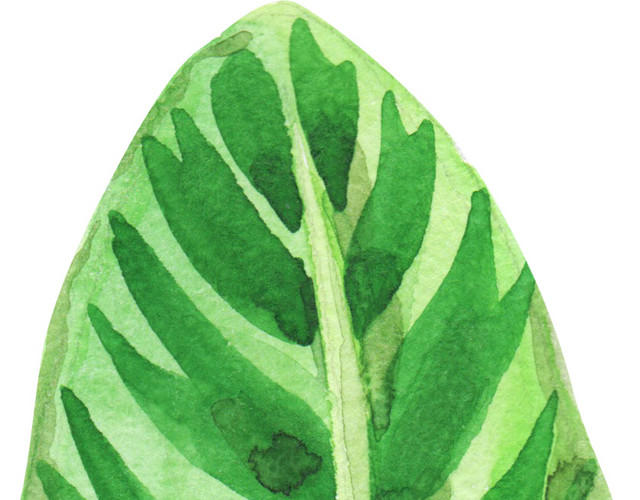 热带植物叶子元素