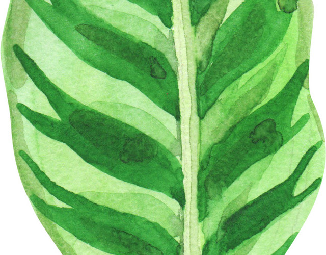 热带植物叶子元素