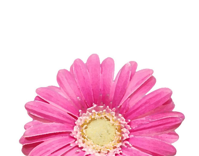 手绘粉色菊花花朵装饰元素