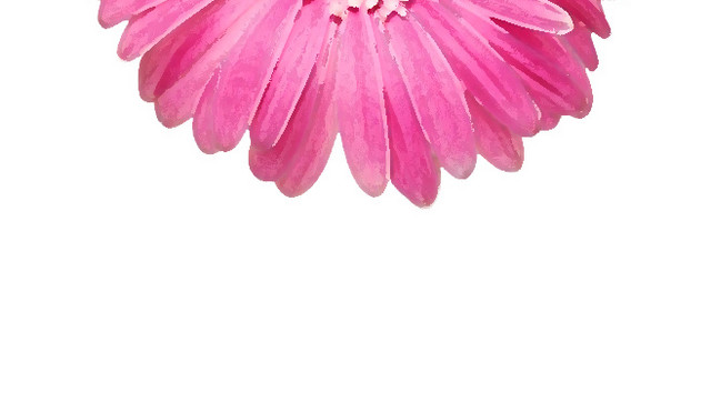 手绘粉色菊花花朵装饰元素