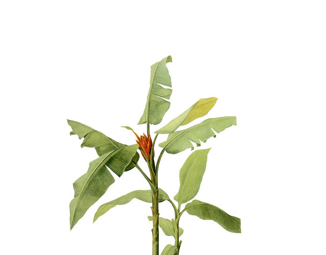 矢量彩色芭蕉树素材