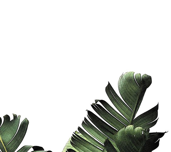 绿色芭蕉叶素材