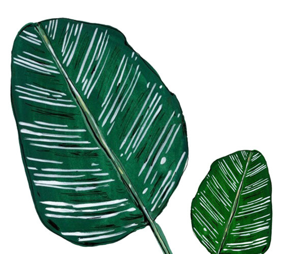 热带植物叶子素材