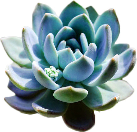多肉植物花朵