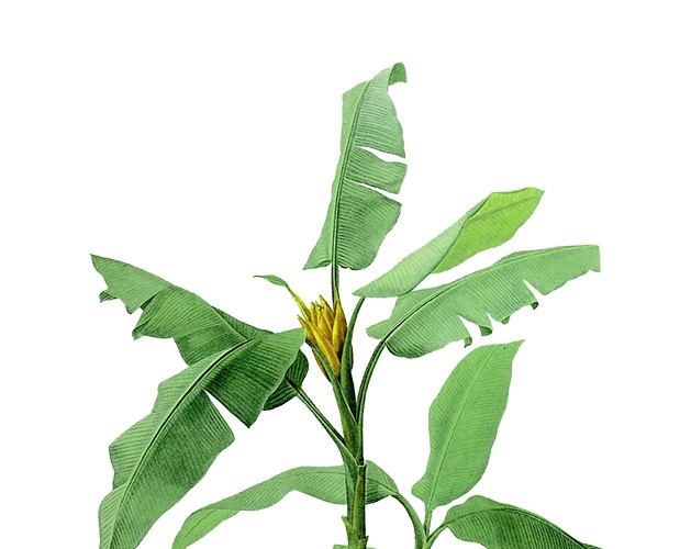 芭蕉树树叶素材