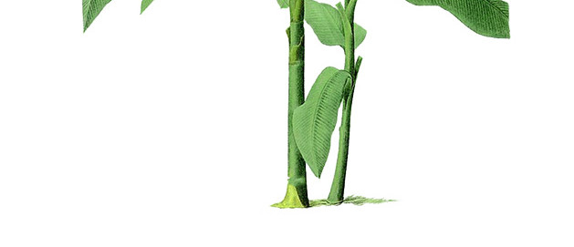 芭蕉树树叶素材