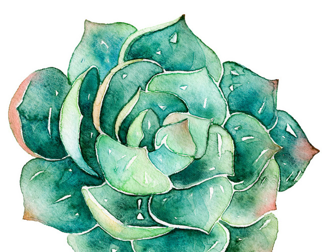 彩色多肉植物矢量PNG