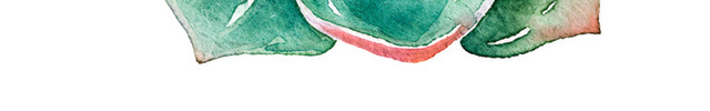 彩色多肉植物矢量PNG