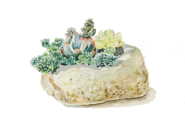 水彩石头多肉植物素材