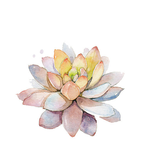 水彩植物多肉素材