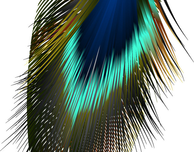 百鸟羽毛PNG