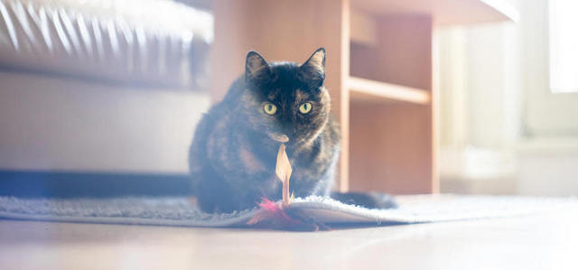 室内家具宠物黑猫面部特写背景图片