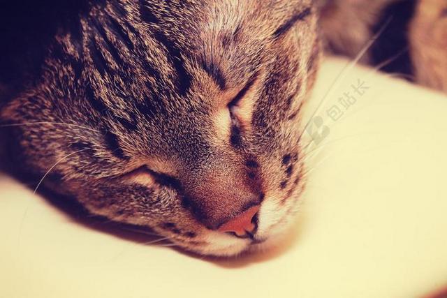 室内熟睡贪睡宠物猫背景图片