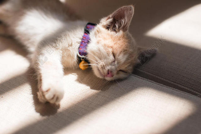 清新趴在地上的猫背景图片