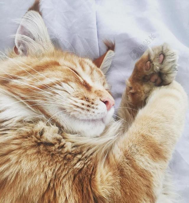 唯美瞌睡的橘猫背景图片