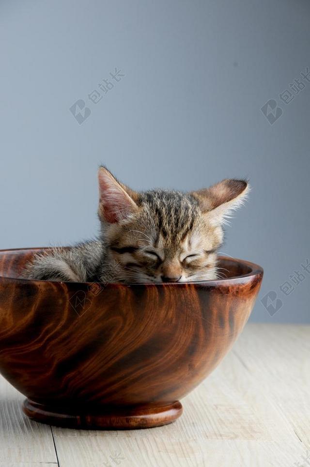 可爱极了动物宝贝碗猫特写背景图片