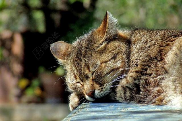 彩色动物可爱猫咪趴着睡觉动物猫宠物背景图片