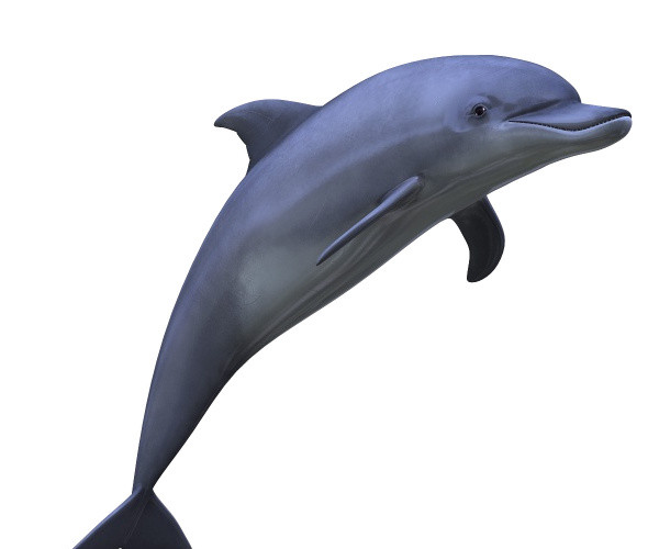 海豚