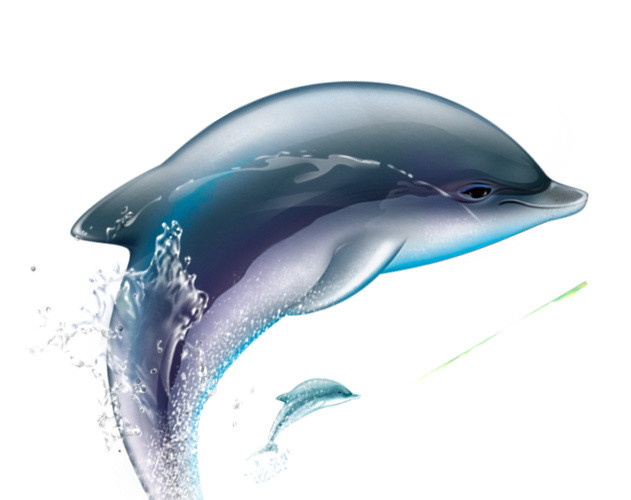 海豚