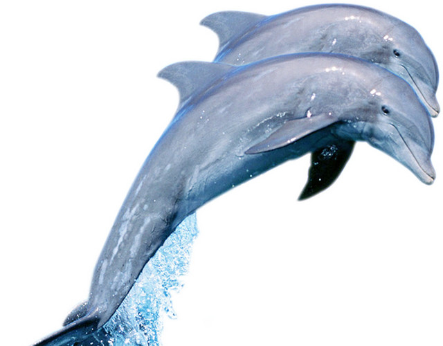 出水海豚