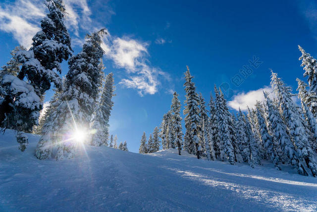 阳光照着雪地里的树背景图片