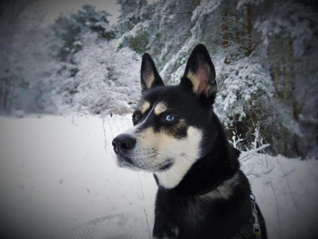 雪地里的小狗背景图片