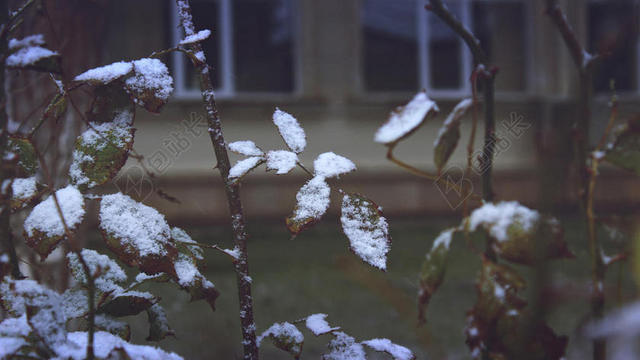 冬天树枝上积雪背景图片