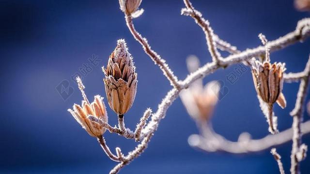 分支 - 芽 - 寒冷的 - 霜 - 冰冷的 - 冬天
