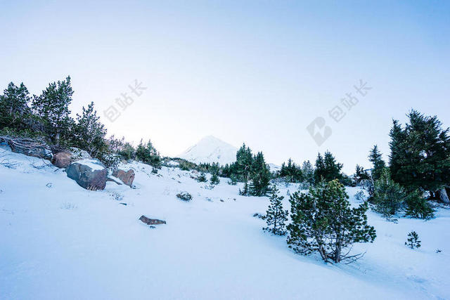遍山雪花小树背景图片