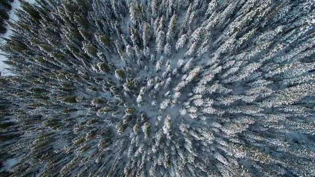 航拍雪中树林背景图片