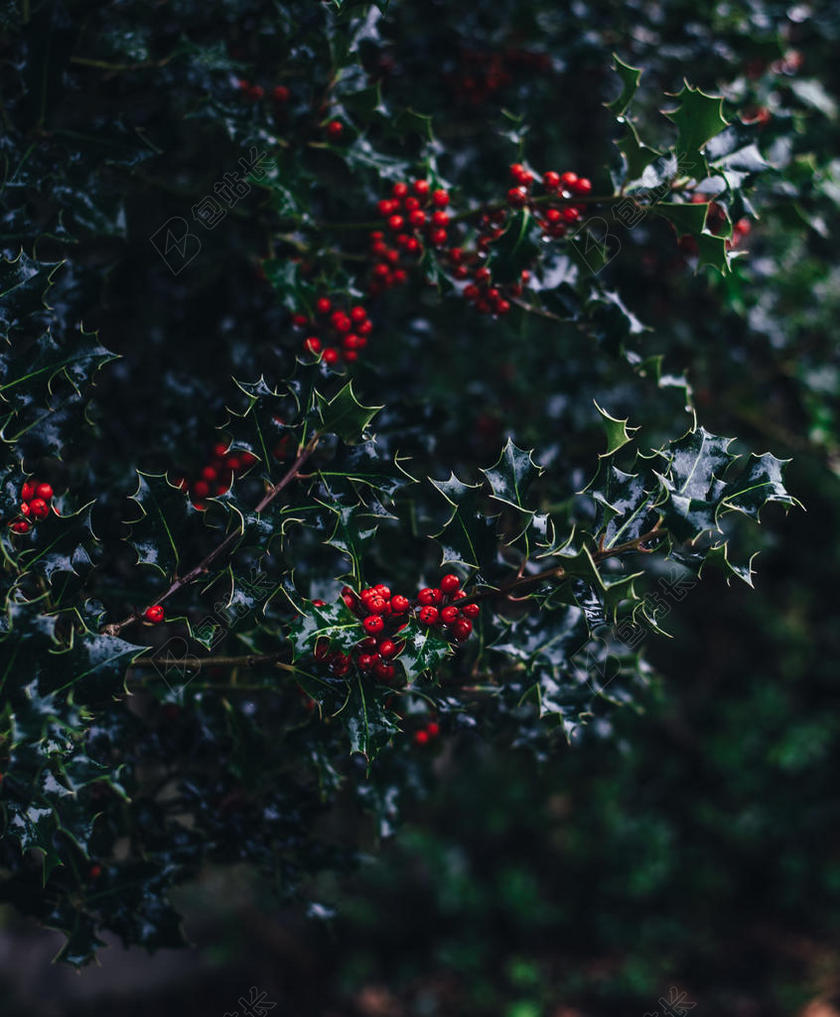 自然植物红色果实户外自然植物背景图片