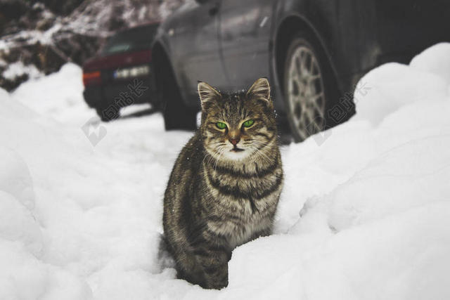雪地里一只小猫咪背景图片