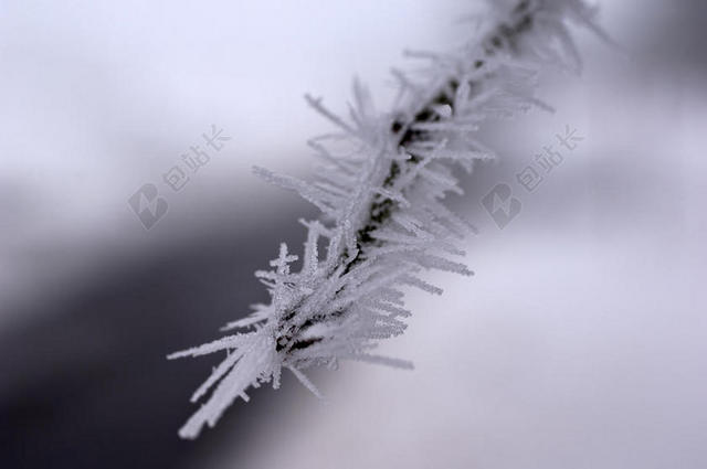 树枝雪松背景图片