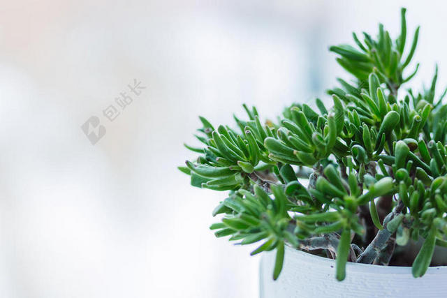 简约清新小绿植背景图片