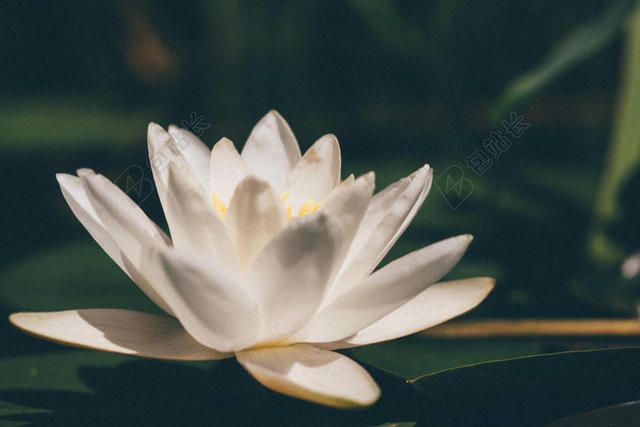 绿白草本植物荷花盛开唯美背景图片